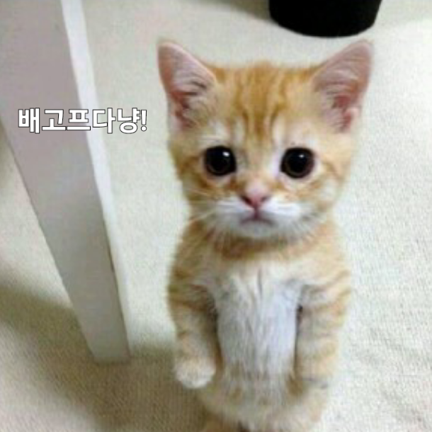동물들의 슬픈이야기 대표 이미지