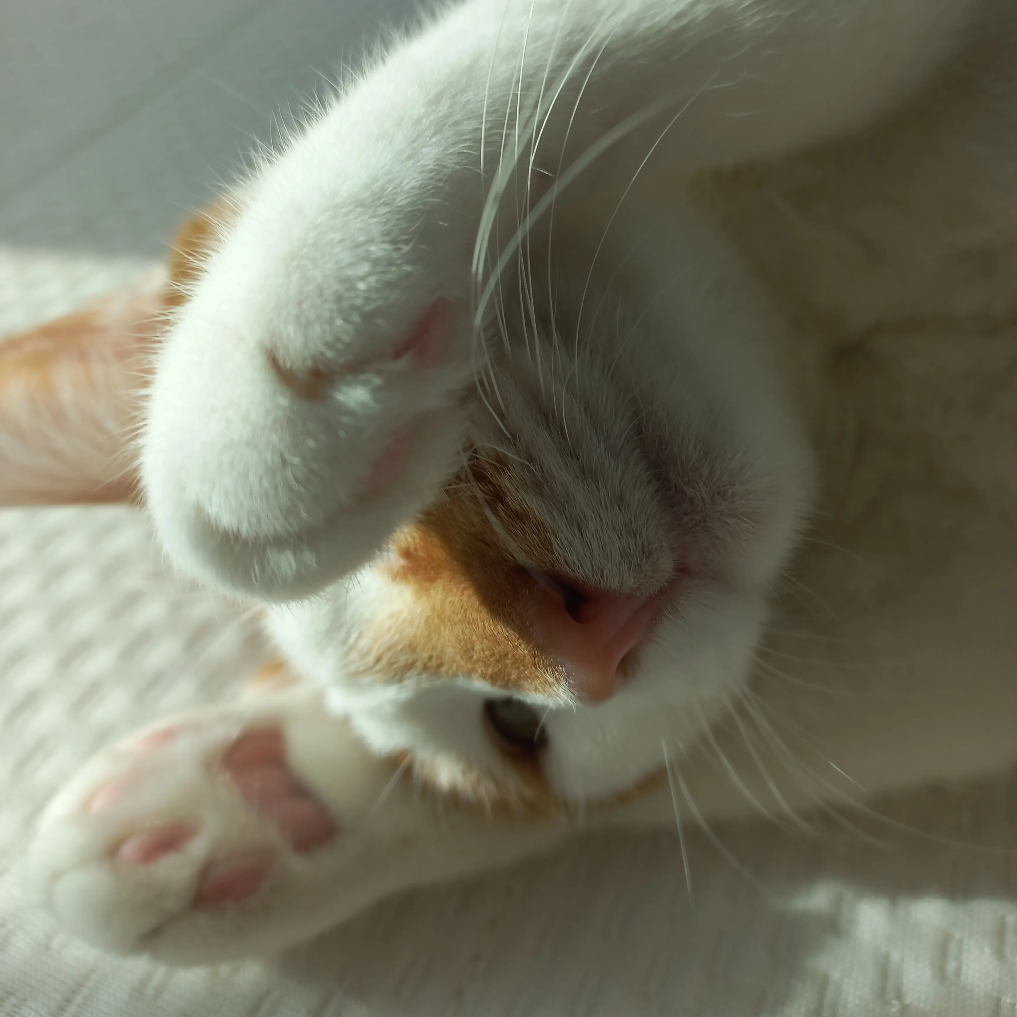 XPP의 고양이