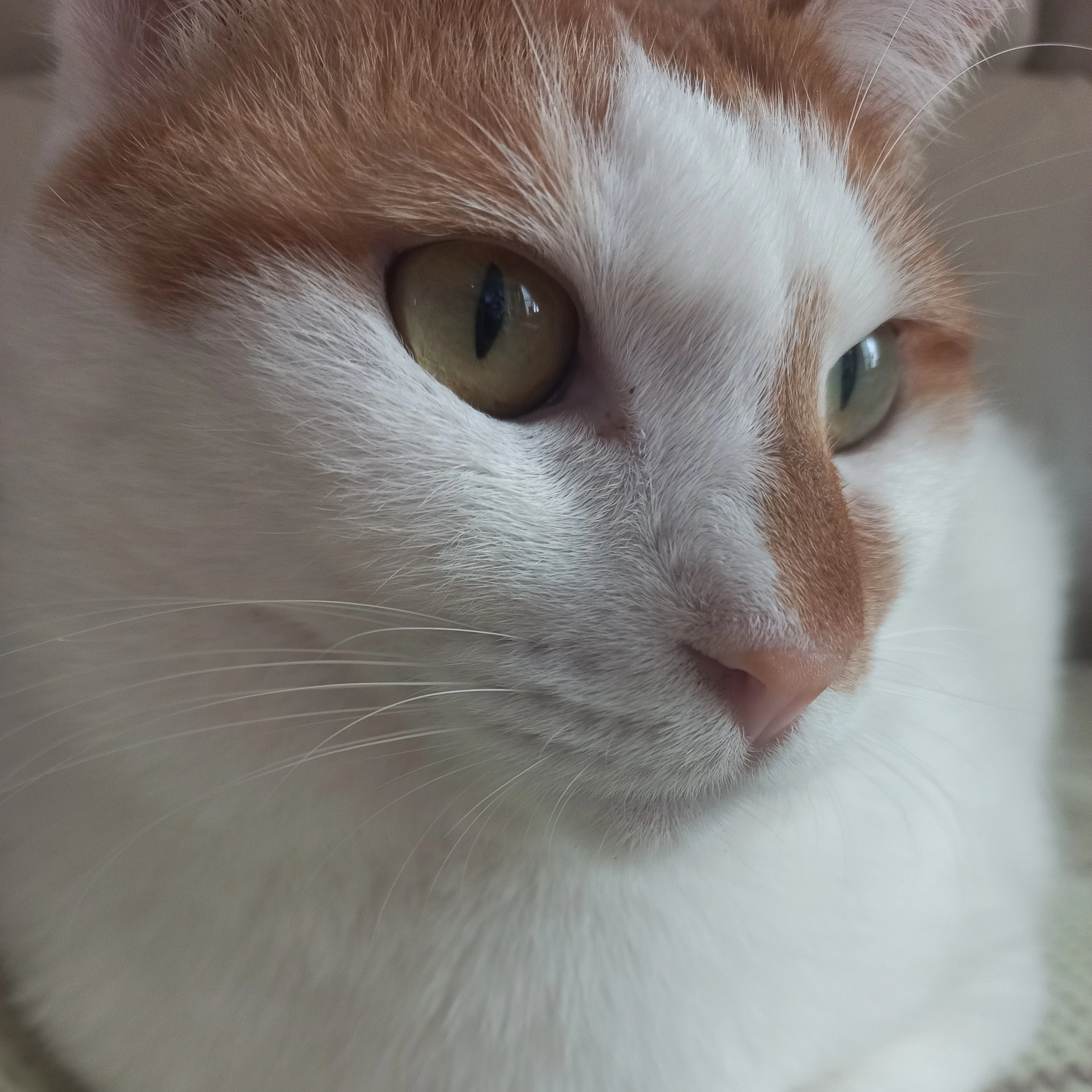고양이