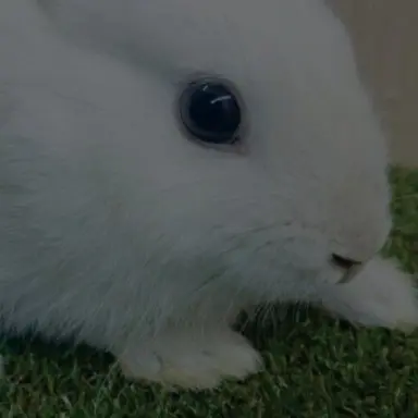 Profile image of リノ