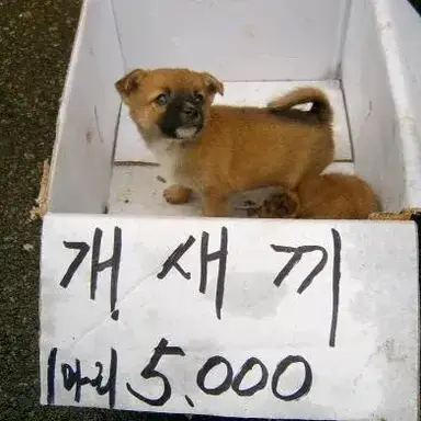 Profile image of 여우