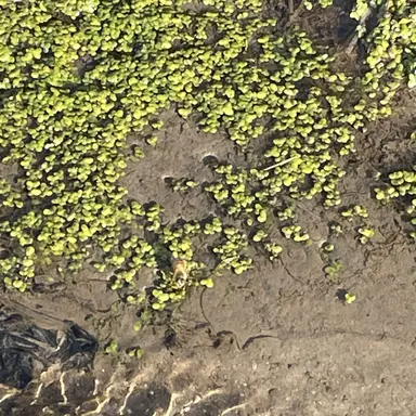 Profile image of 오뉴