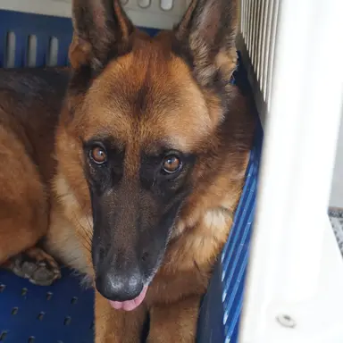 Profile image of 평학