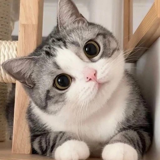 솜이