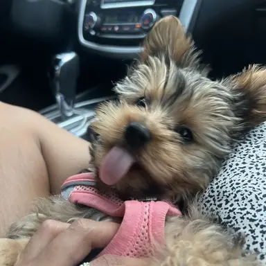 Profile image of lola