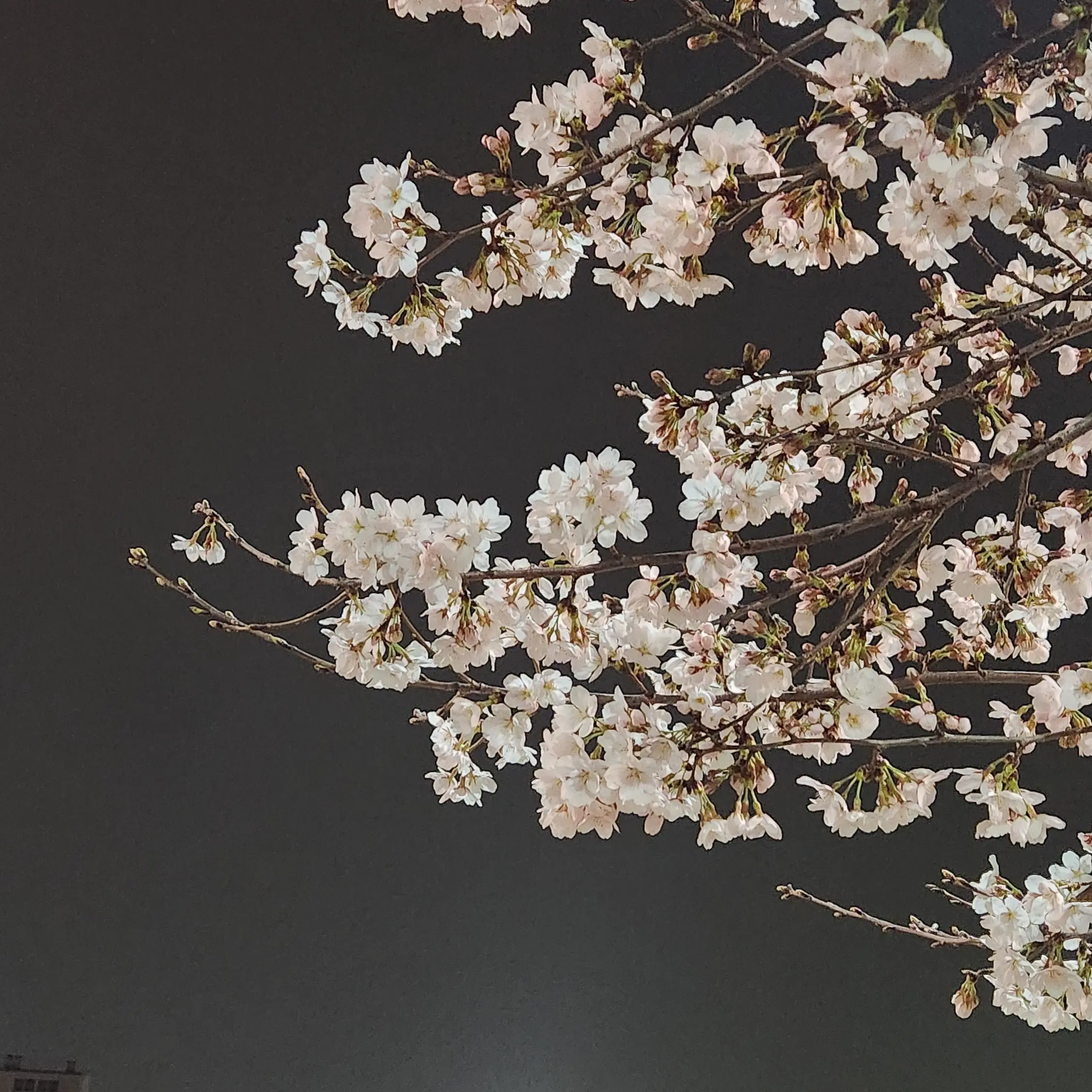 WoodenBroom1634의 윤도운