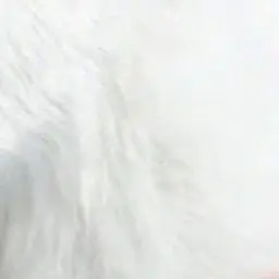 Profile image of 레귤러스 블랙