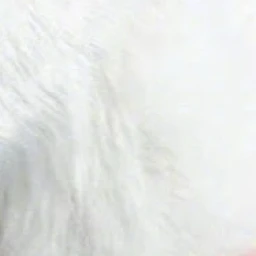 레귤러스 블랙