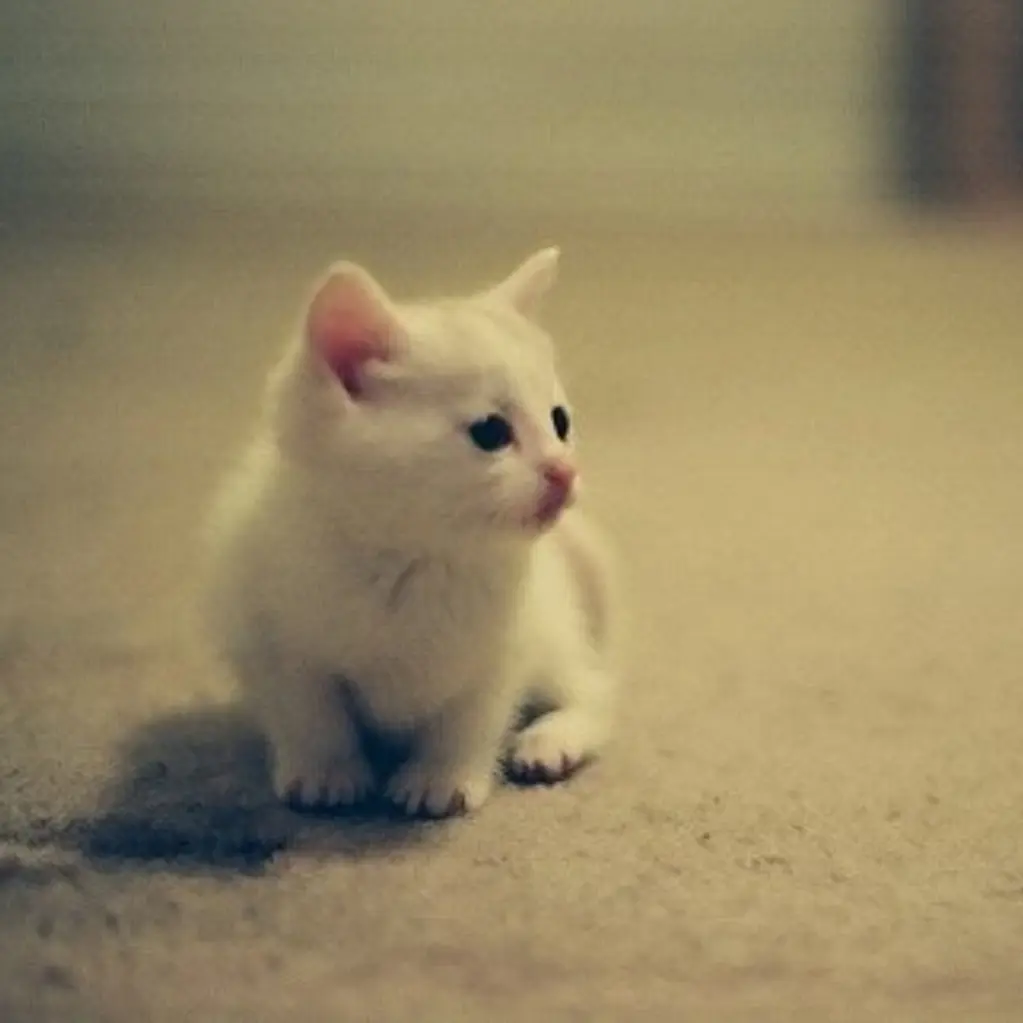 Jungmoongchi의 고양이