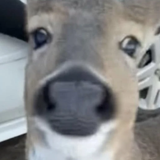 리레볼루션