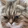 Profile image of akan158