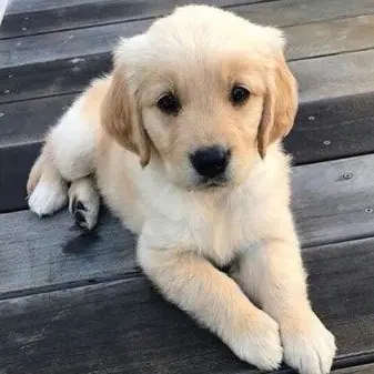 RedDryer4496의 스키즈 막내동생 여우