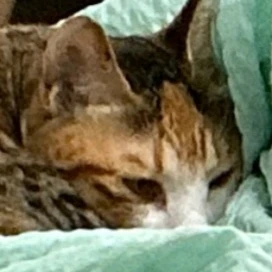 고양이