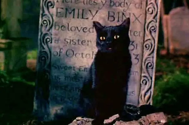 Profile image of Thackery Binx