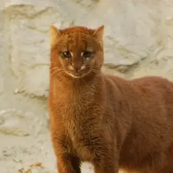 Profile image of meow meow