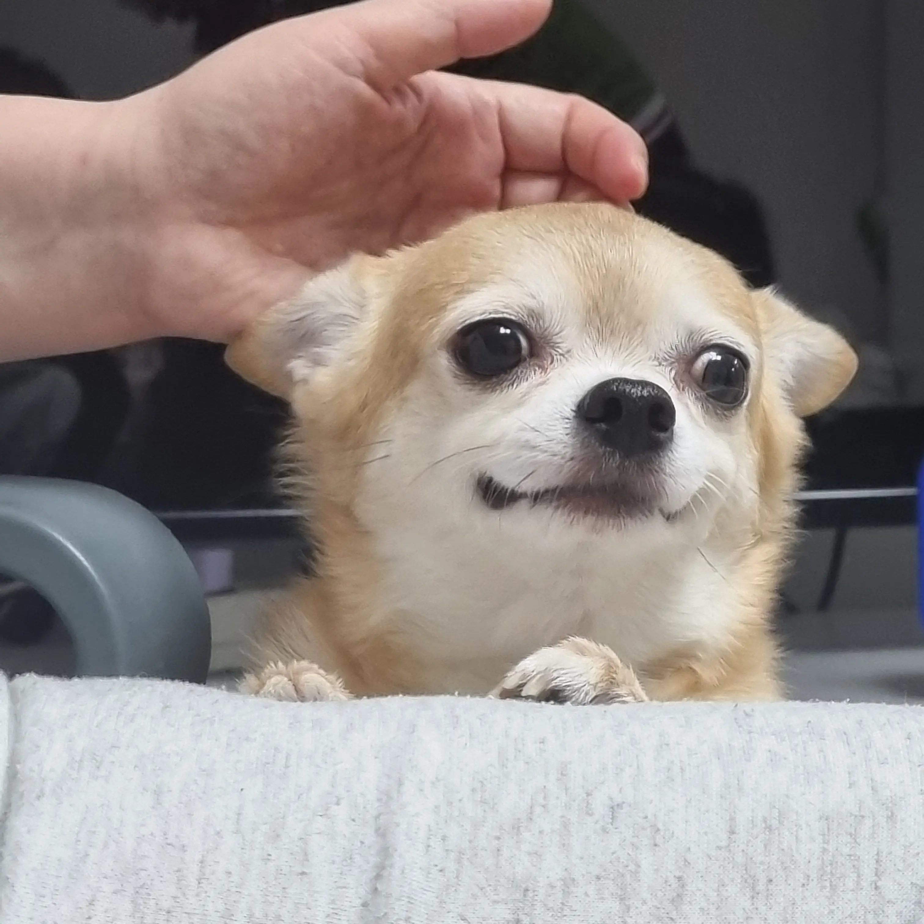 CalmSpear8465의 장진성