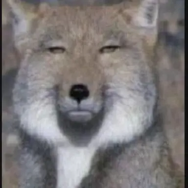 Profile image of 안여우