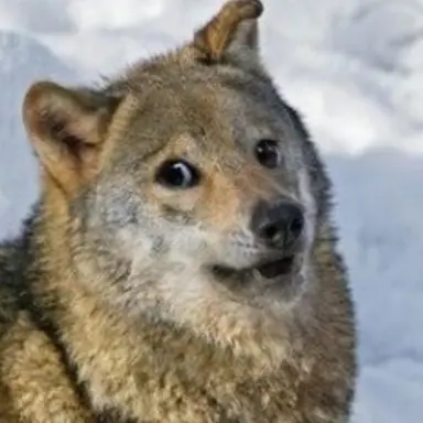 Profile image of 이늑대