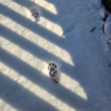 Profile image of 여우맛 쿠키