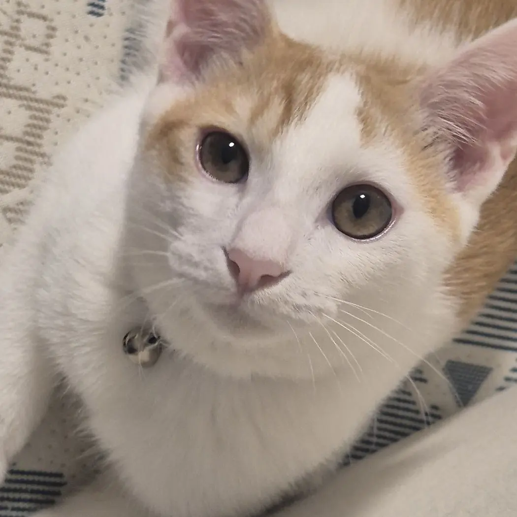 USER_SARANG의 (갠용) 준브레드가 여우편 들어줌