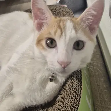 Profile image of 여우