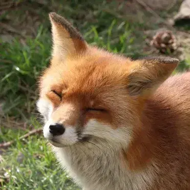 Profile image of Fox