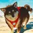小太郎-犬-