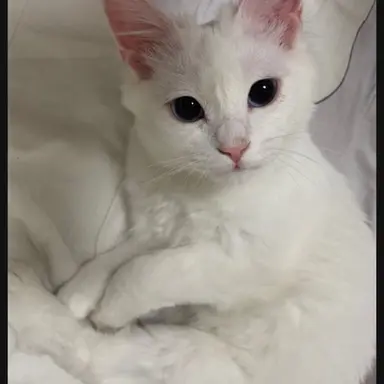 Profile image of 하양이