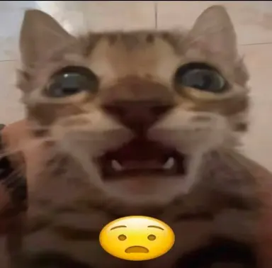 Profile image of Juju