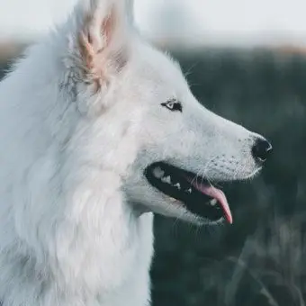 Profile image of 늑대