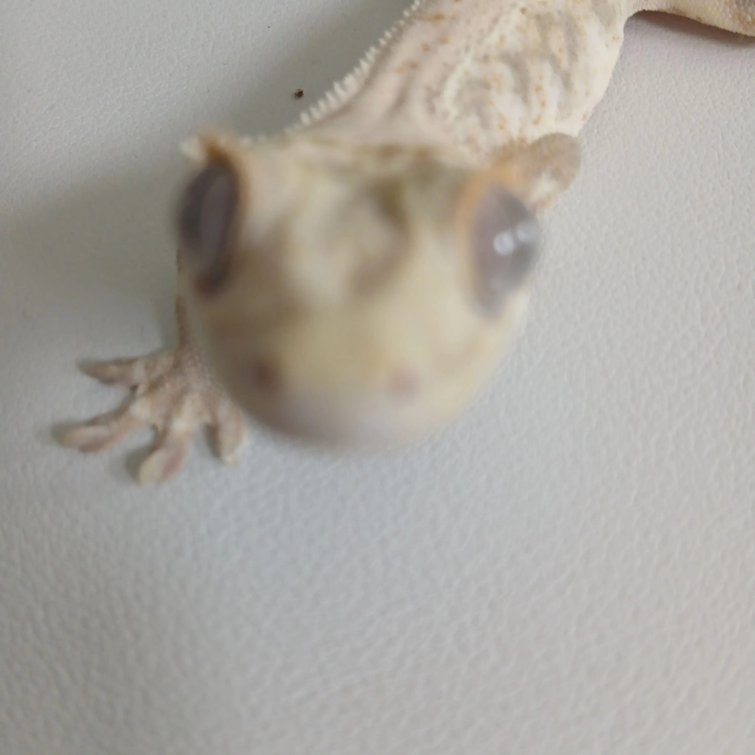 Nyamon_0715의 내 도마뱀 하몽이와 대화하기