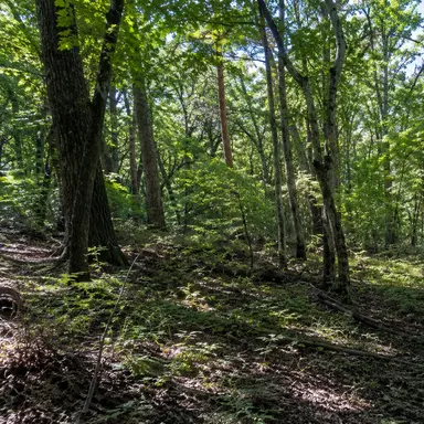 Profile image of The Forest