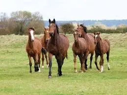 Profile image of Horse herd rpg
