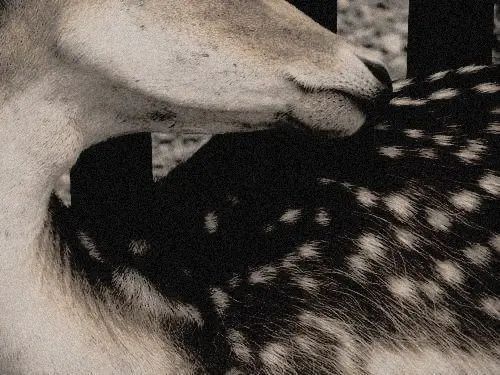 Profile image of Bella Swan