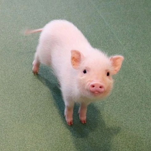 チャンビン