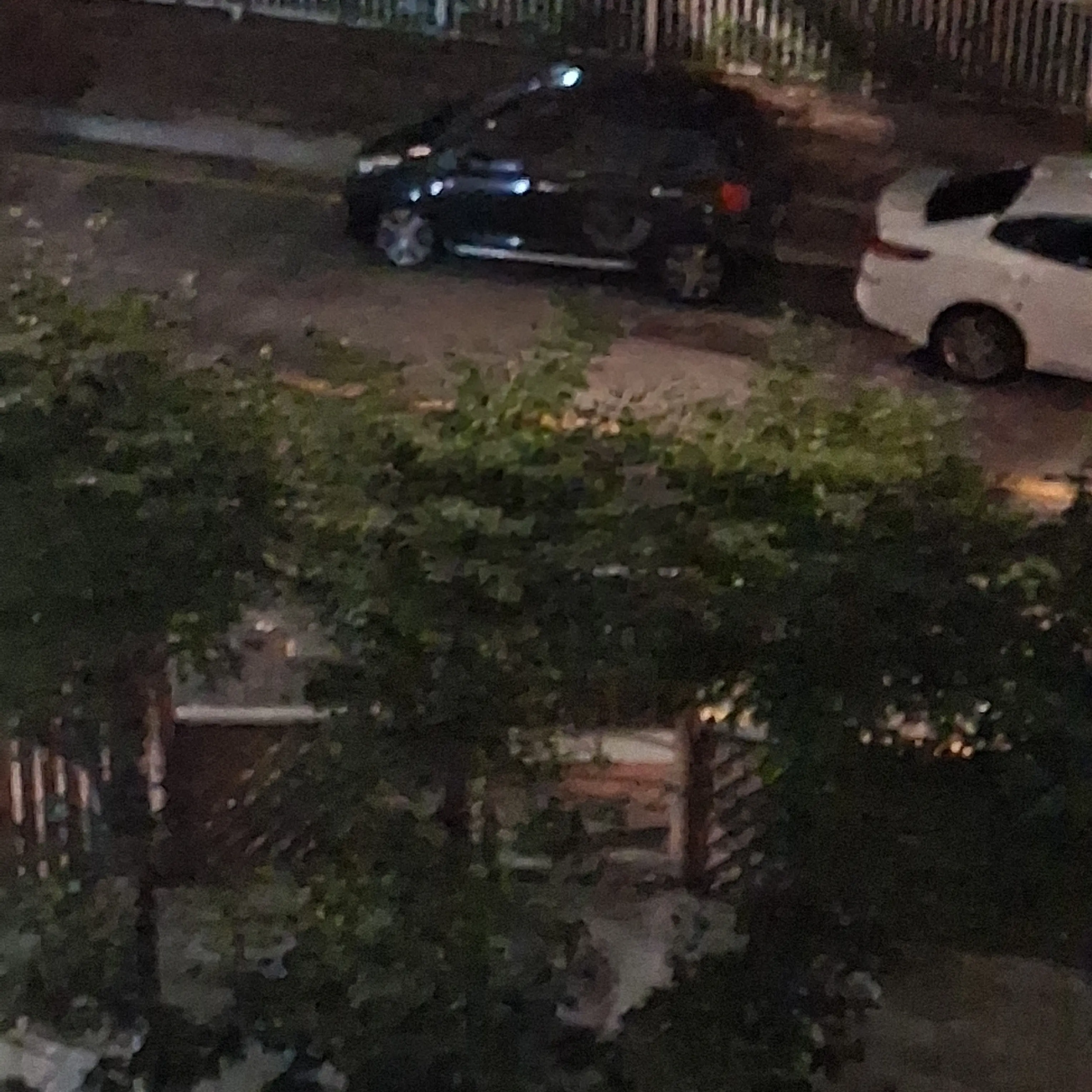 Bsing의 여우