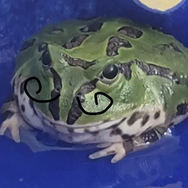 Profile image of 개굴아빠
