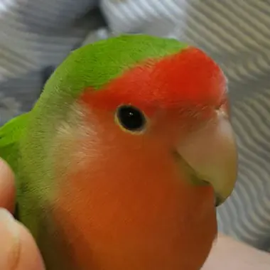 Profile image of 짹째기