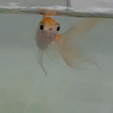 Profile image of 생귤