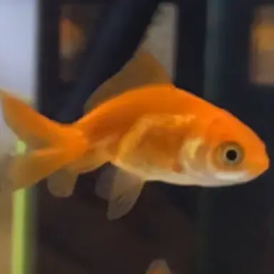 Profile image of 쪼꼬미