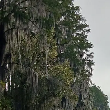 Profile image of Murdoc