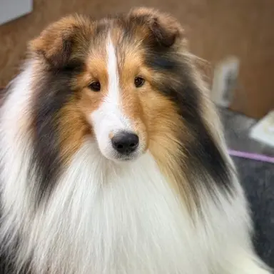 Profile image of 쿠아