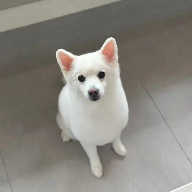 Profile image of 슈가