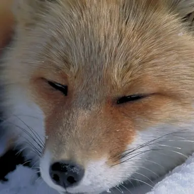Profile image of 최여우