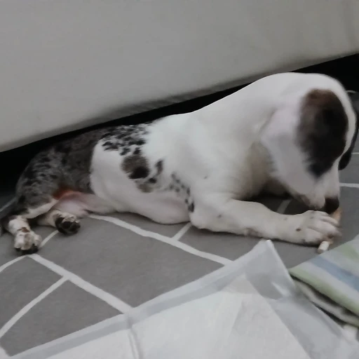 김루아