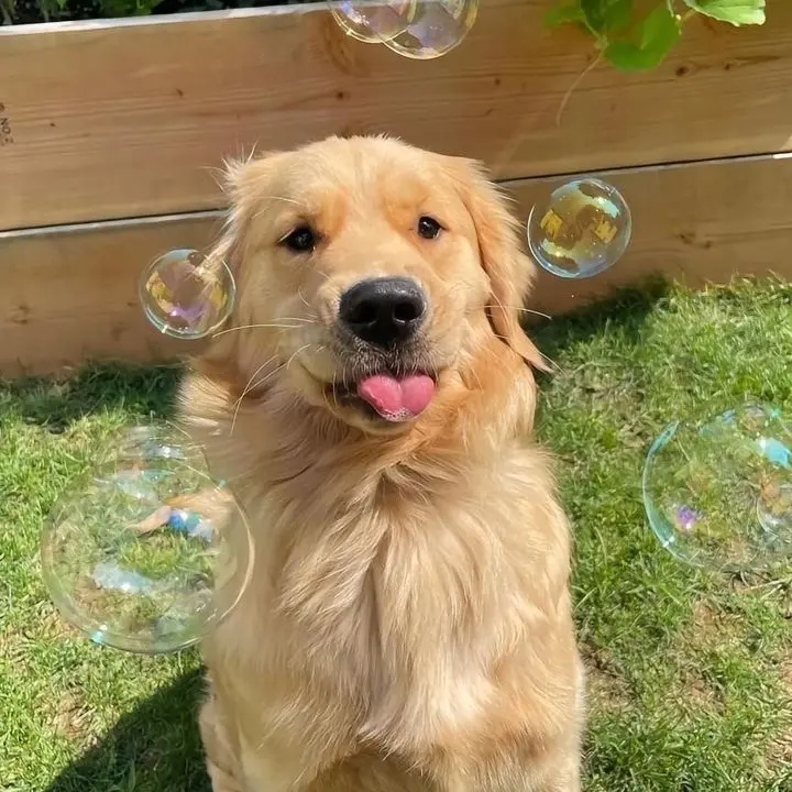 seventeen_s2의 だいすきな先輩と