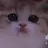 스태프1