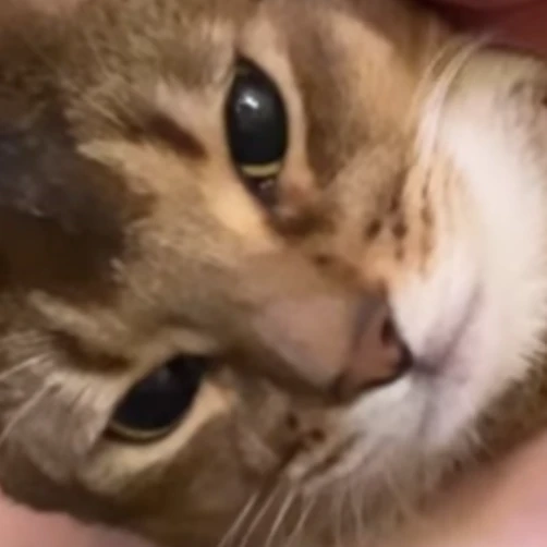 テン