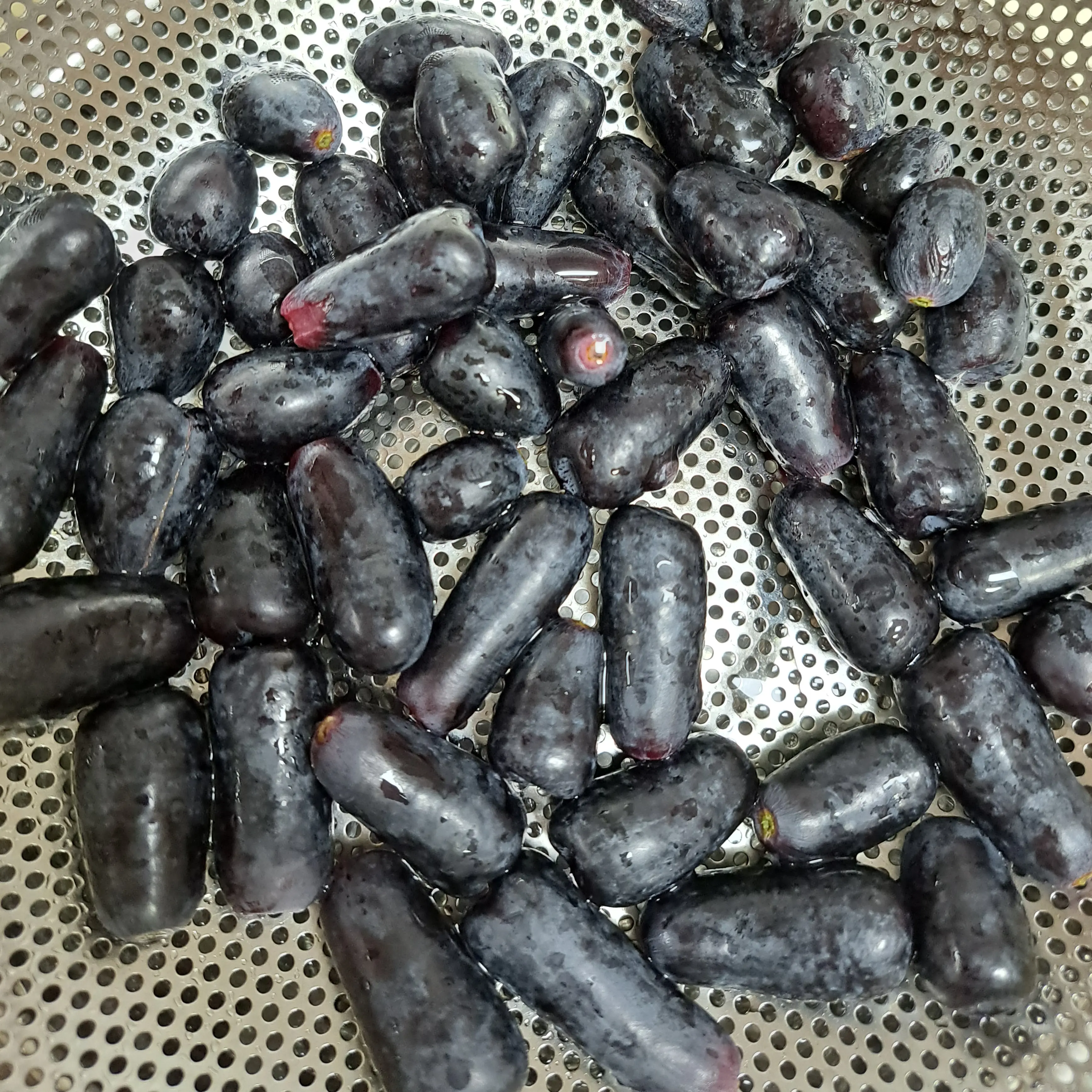 VitalPrawn3852의 벽에끼인 쉐밀