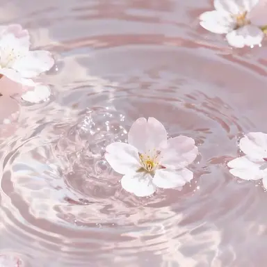Profile image of Sakura